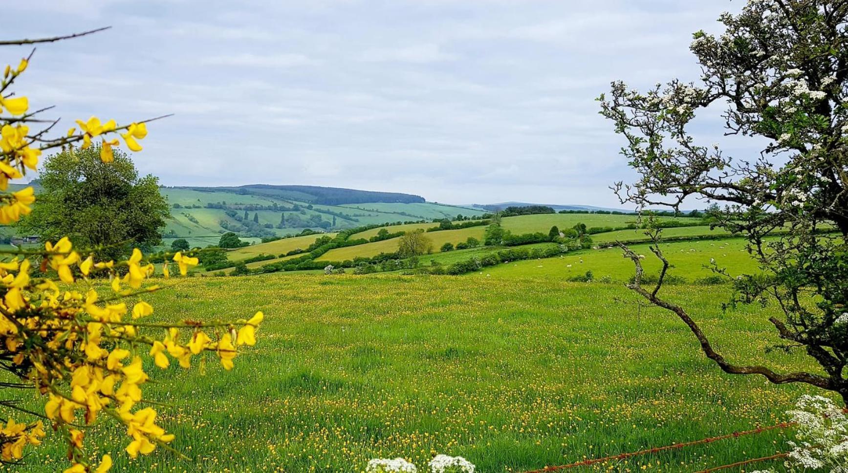 Foxglove Accommodation Craven Arms Exteriér fotografie