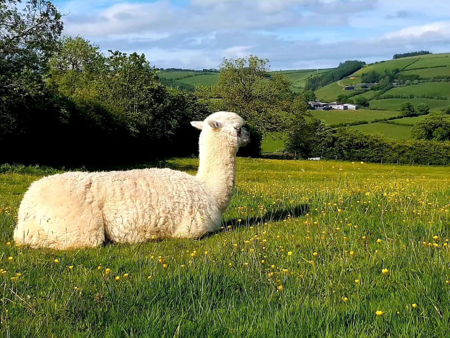 Foxglove Accommodation Craven Arms Exteriér fotografie