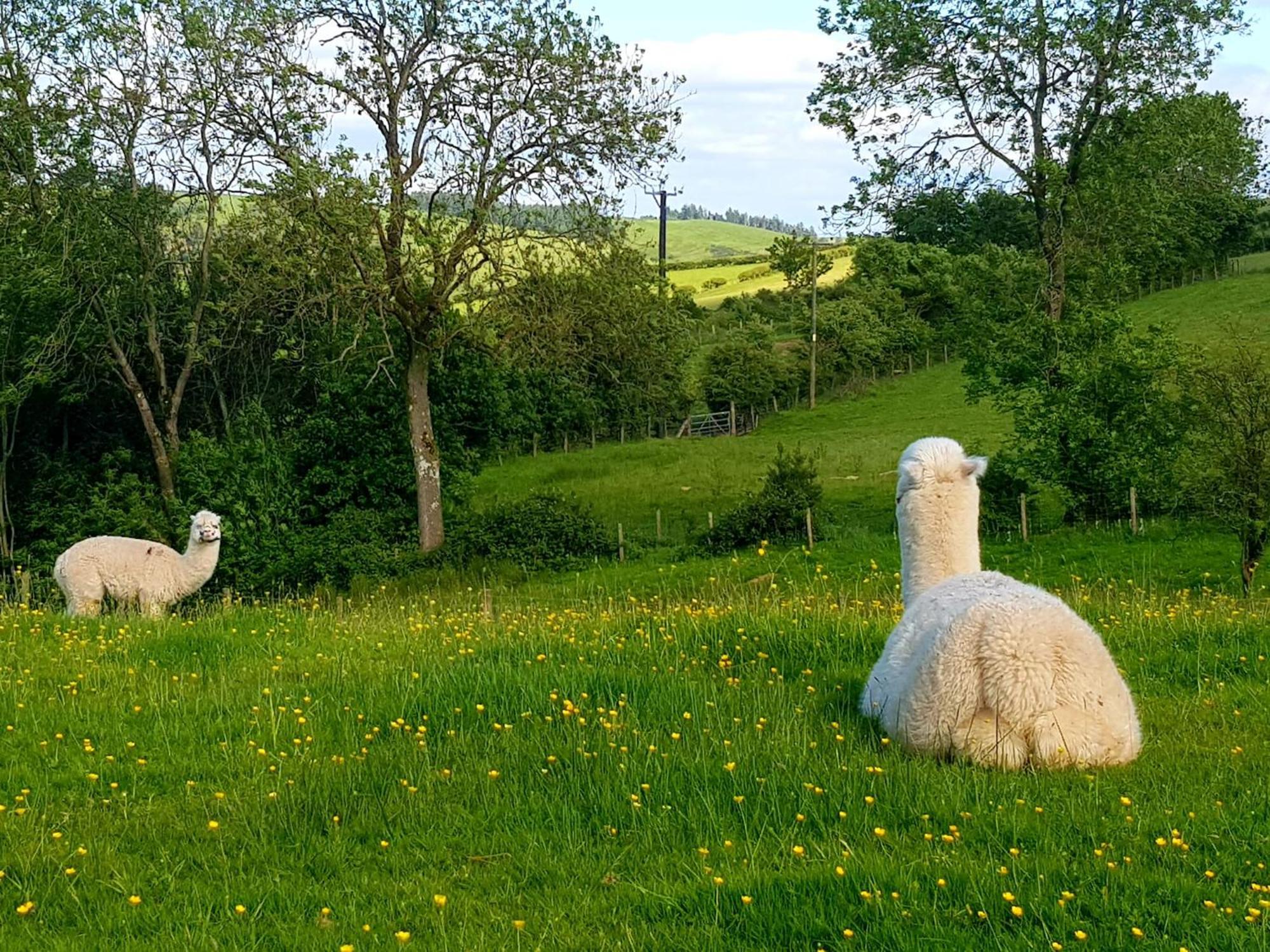 Foxglove Accommodation Craven Arms Exteriér fotografie